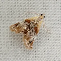 Julia's Dicymolomia Moth thumbnail 2
