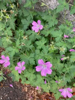 Hedgerow Crane's-bill thumbnail 3