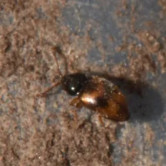 Saddle Cloth Fungus Beetle thumbnail 1