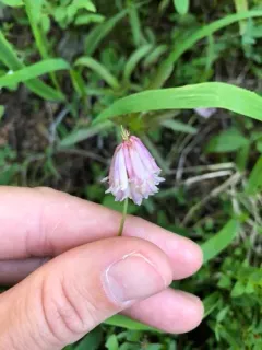 Shasta clover thumbnail 4