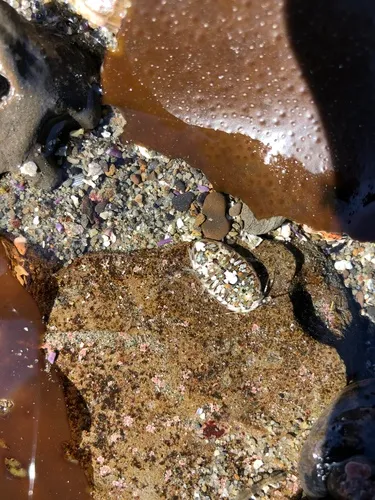 Tecticeps convexus