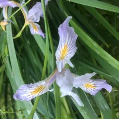 Douglas iris thumbnail 2