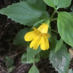 Coastal Monkeyflower thumbnail 2
