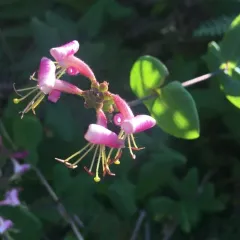 Pink Honeysuckle thumbnail 4