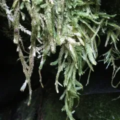 Waved Silk-moss thumbnail 3