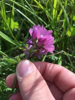 checkerbloom thumbnail 4
