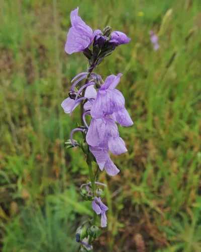 Texas toadflax