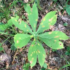 Mayapple Rust thumbnail 4
