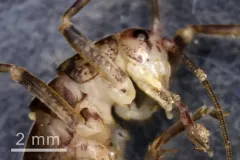 Ceuthophilus agassizii thumbnail 4