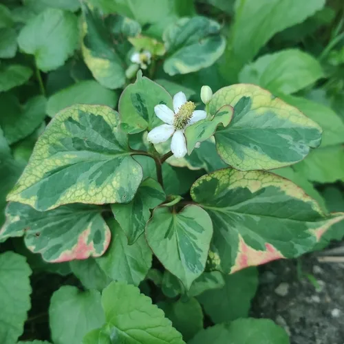 Chameleon Plant