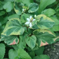 Chameleon Plant thumbnail 1