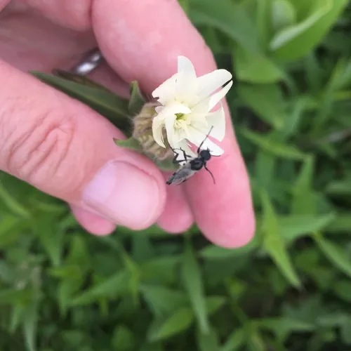 White-winged March Fly