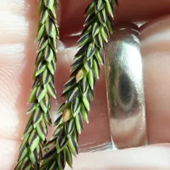 twisted sedge thumbnail 2