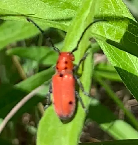 Tetraopes quinquemaculatus