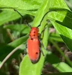 Tetraopes quinquemaculatus thumbnail 1