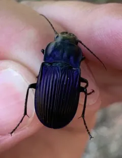 Notch-mouthed Ground Beetle thumbnail 3