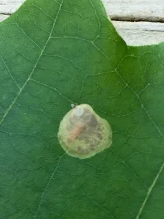 Solitary Oak Leafminer Moth thumbnail 4