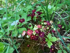 Brilliant Red Dung Moss thumbnail 3
