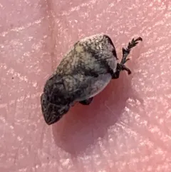Hill-Prairie Spittlebug thumbnail 2