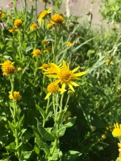 Yellow Crownbeard thumbnail 4