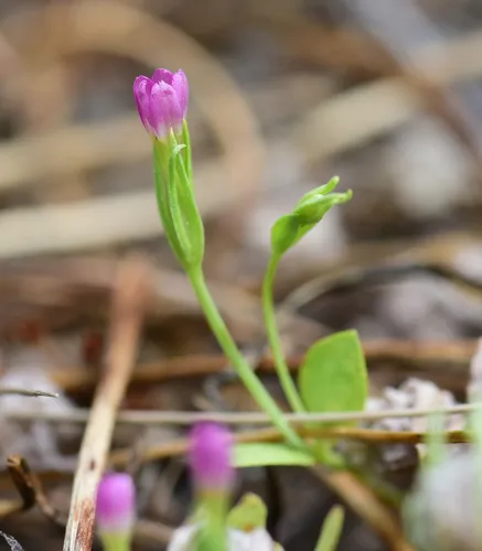 Muehlenberg's Centaury