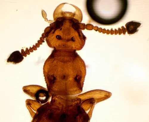 Eutyphlus schmitti