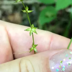 rosy sedge thumbnail 3