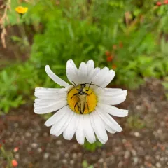 Yellow Velvet Beetle thumbnail 4
