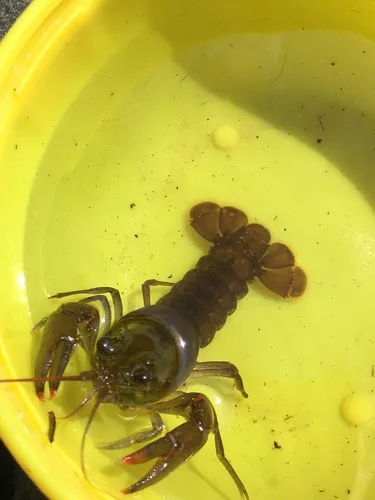 Allegheny Crayfish