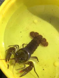 Allegheny Crayfish thumbnail 1