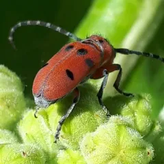 Red-femured Milkweed Borer thumbnail 3