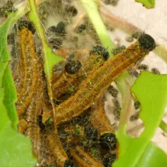 Cherry Webspinning Sawfly thumbnail 3