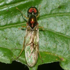 Sargus fasciatus thumbnail 4