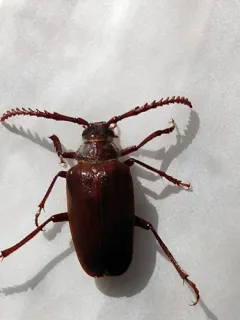 Prionus integer thumbnail 1