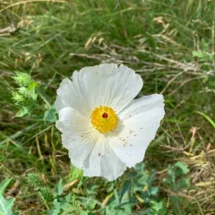 thistle poppy thumbnail 2