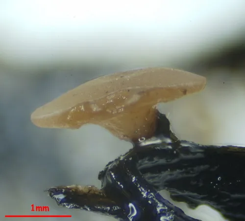 Ciborinia pseudobifrons