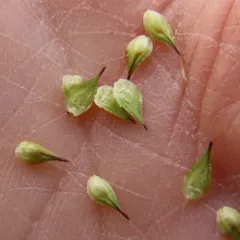 small-winged sedge thumbnail 4