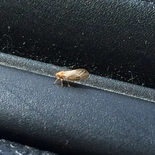 Broom psyllid