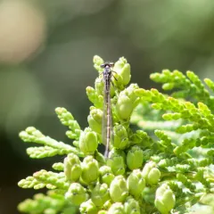 Fragile Forktail thumbnail 1