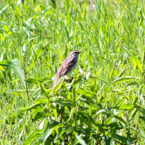 Savannah Sparrow