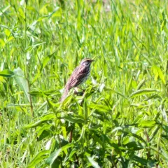 Savannah Sparrow thumbnail 1