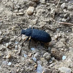 Cloudy Darkling Beetle thumbnail 3