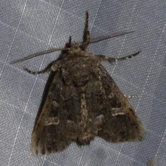 Otter Spiramater Moth thumbnail 3