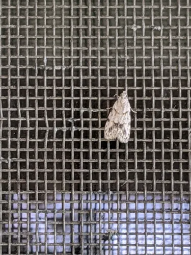 Symmoca signatella