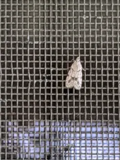 Symmoca signatella thumbnail 1