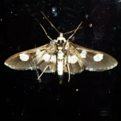 Grape Leaffolder Moth thumbnail 3