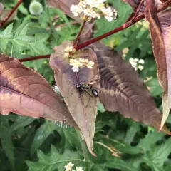 Mexican Grass-carrying Wasp thumbnail 4