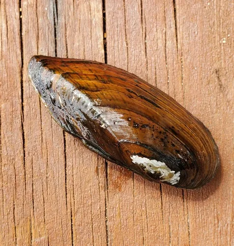 Eastern Pondmussel