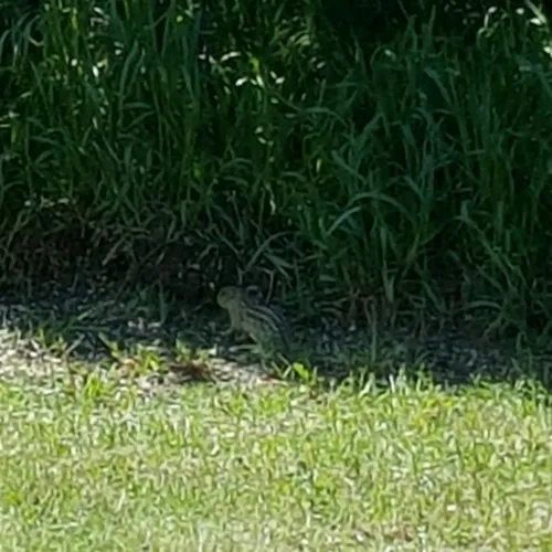 Thirteen-lined Ground Squirrel
