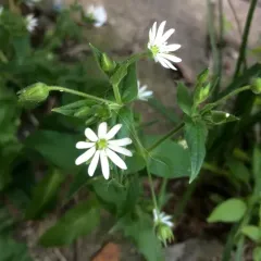 Water Chickweed thumbnail 2